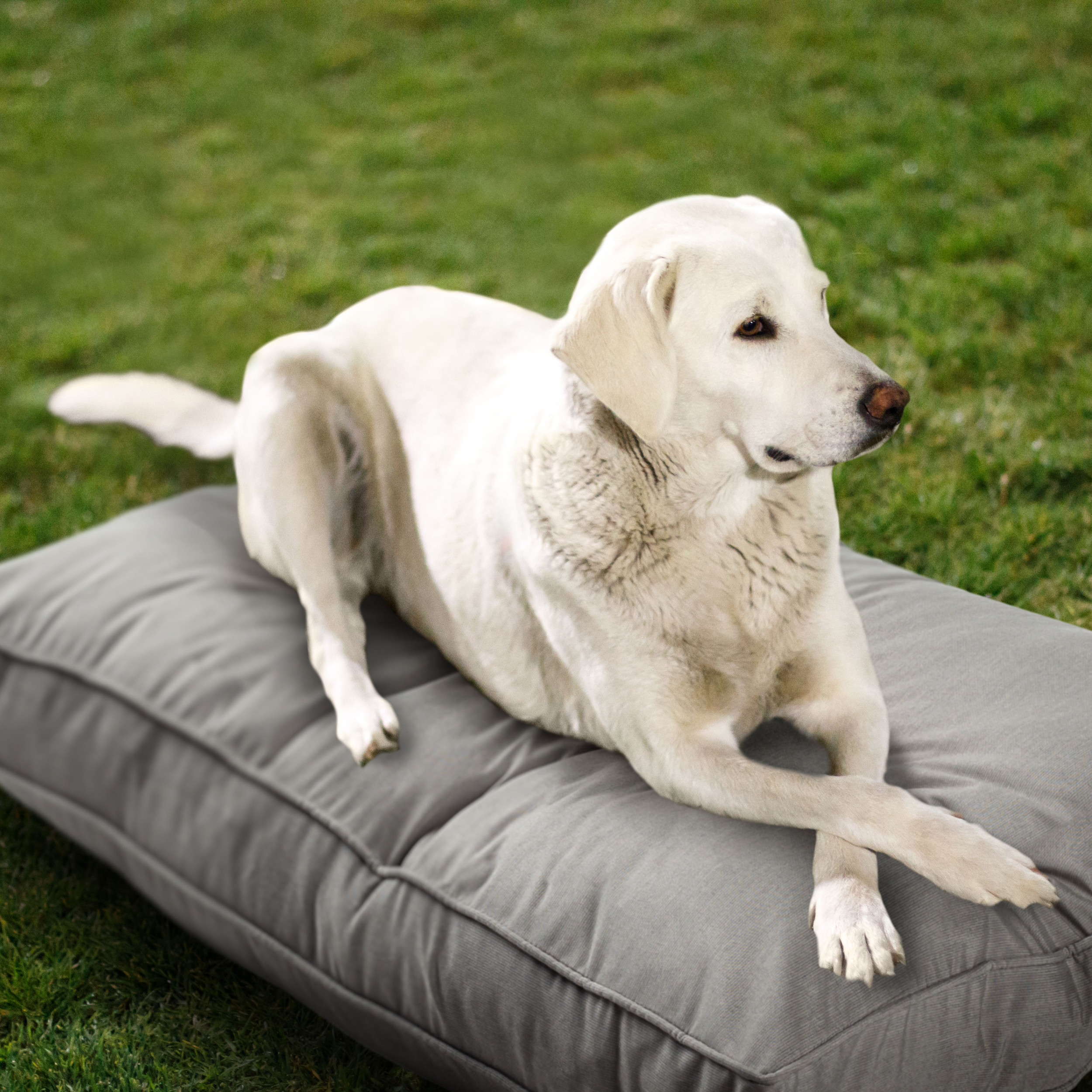Sunbrella_DogBed_Lifestyle_Dove_Gray
