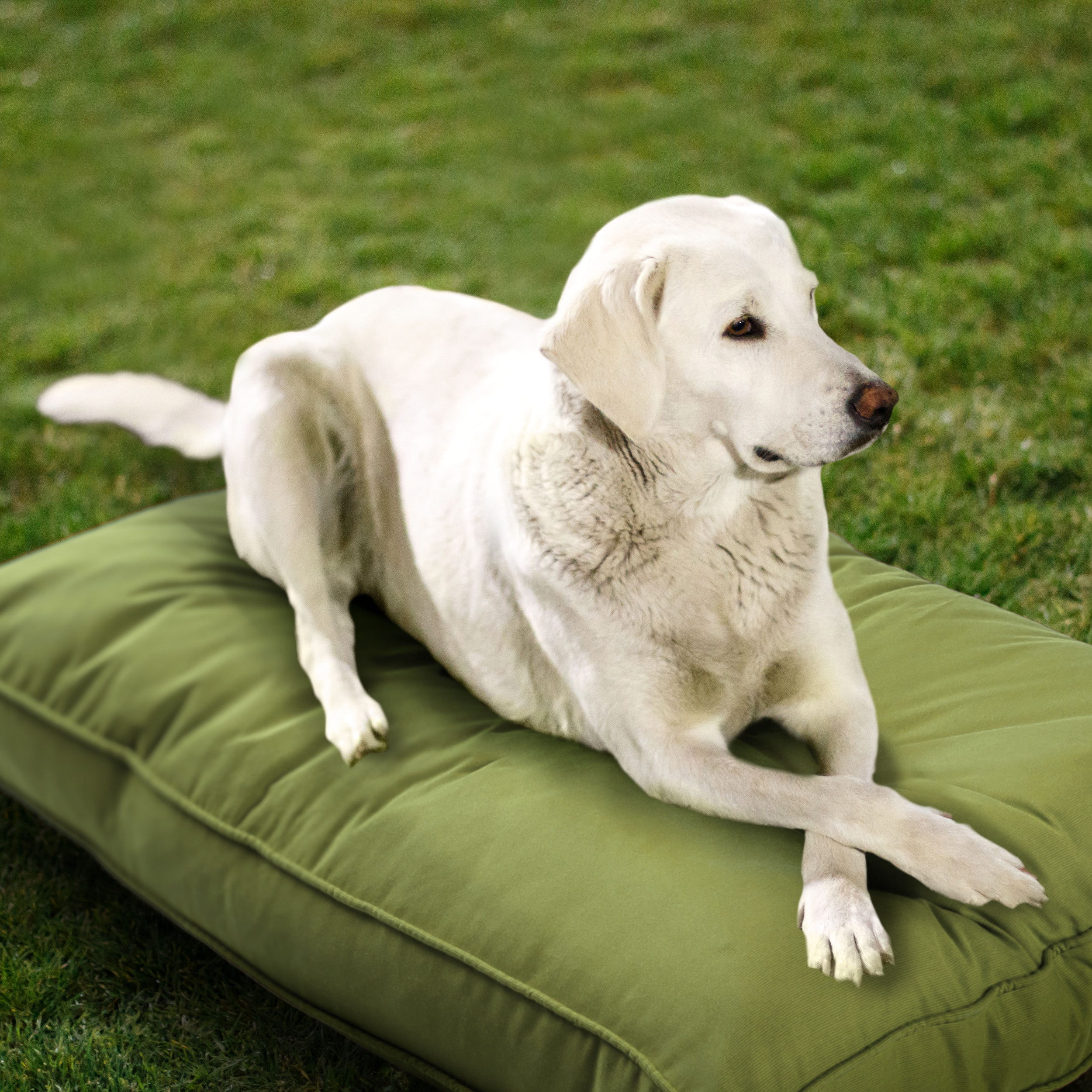 Sunbrella_DogBed_Lifestyle_Kiwi_Green