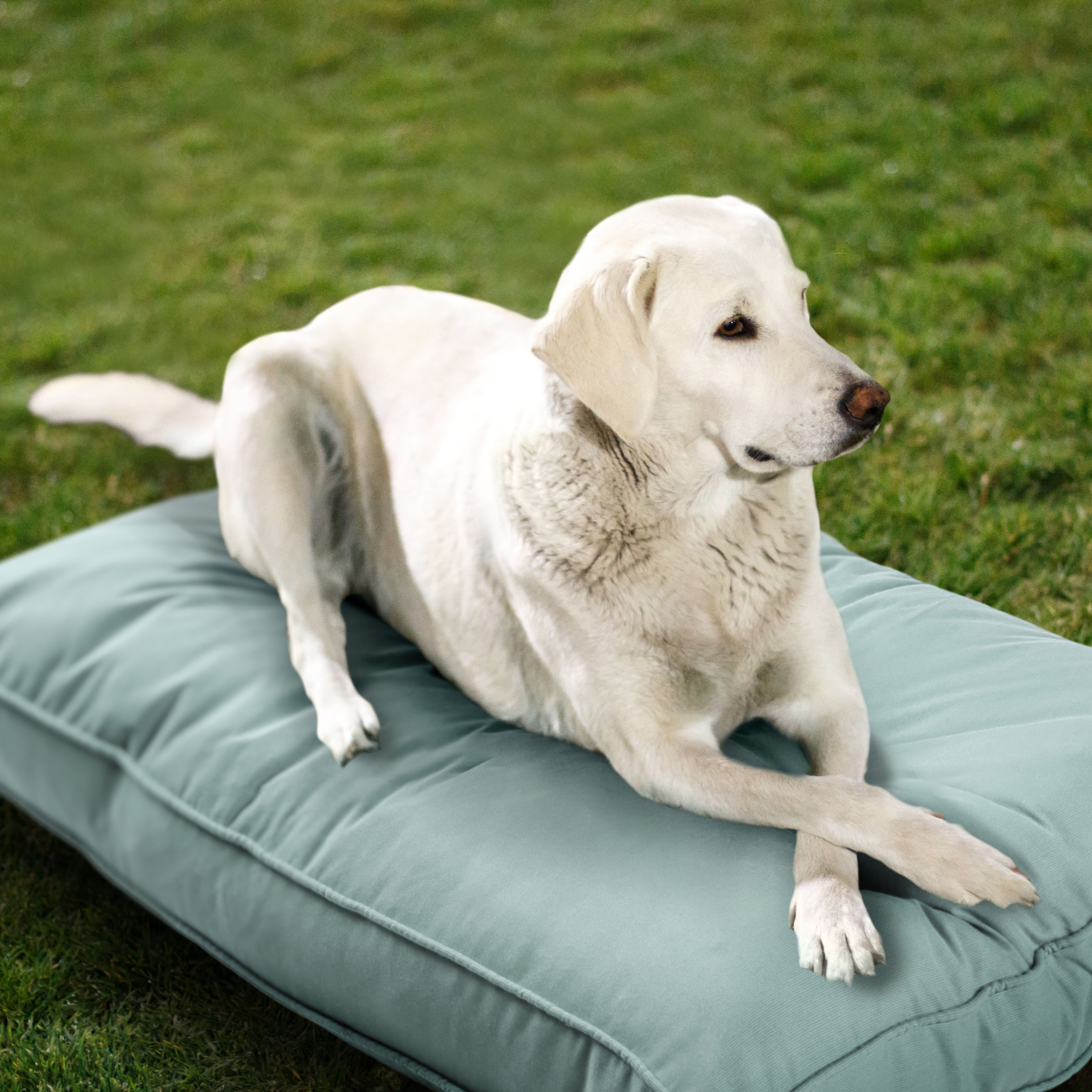 Sunbrella_DogBed_Lifestyle_Mist_Light_Blue