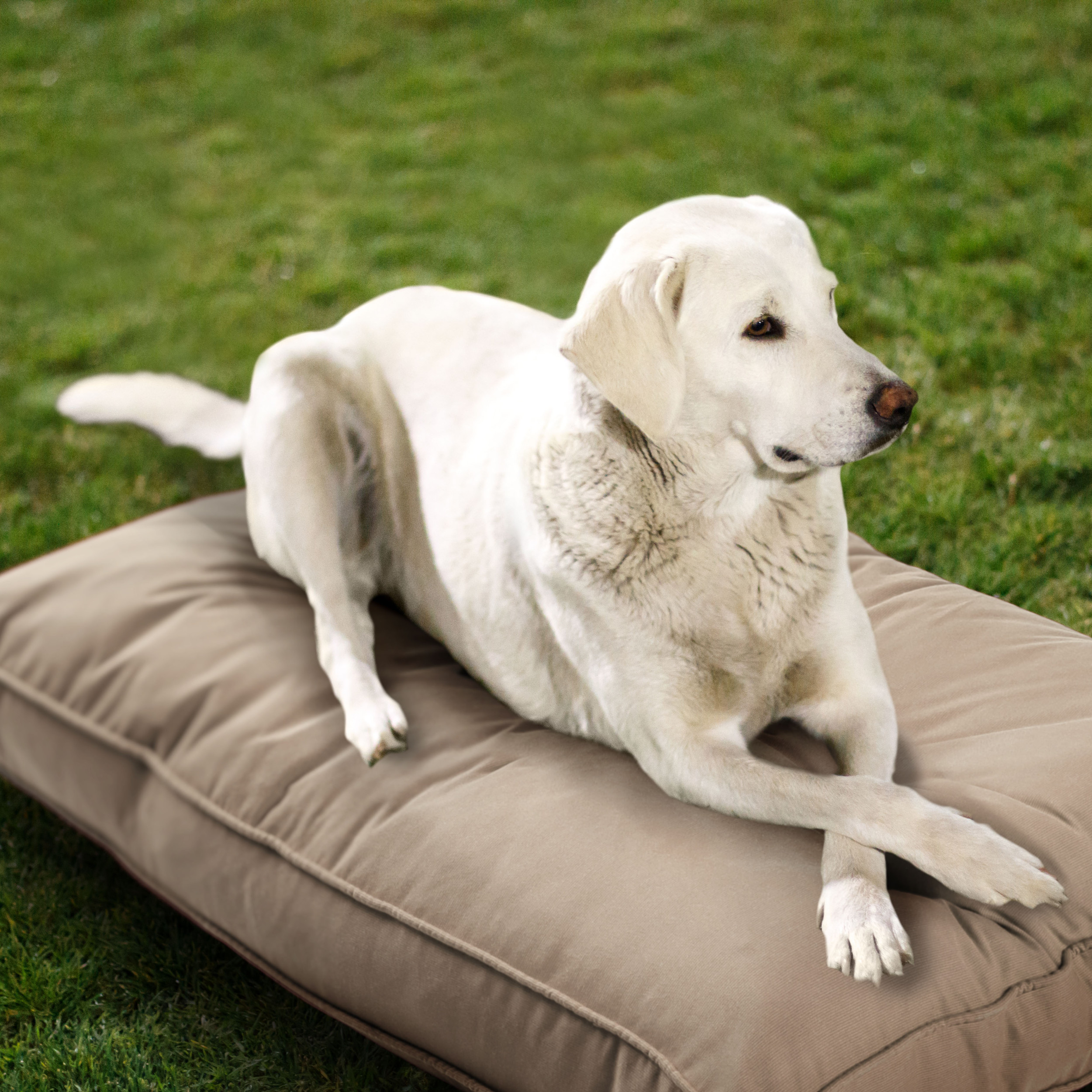 Sunbrella_DogBed_Lifestyle_Sand_Beige