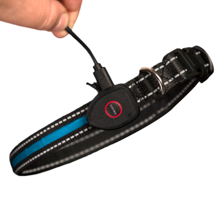 Led Collars