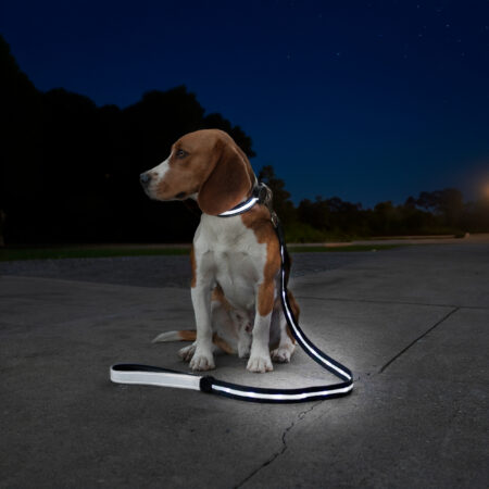 Led Leashes